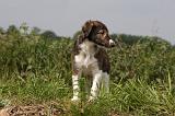 BARZOI 035
